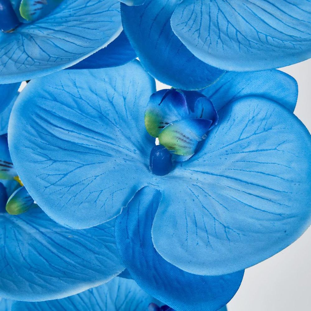 Blue Phalaenopsis Orchid 7 Flowers One Bud