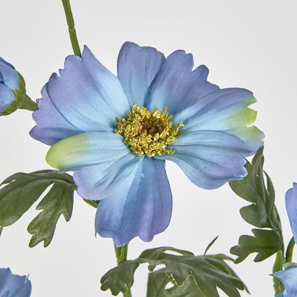 Cosmos Spray 85Cm Blue