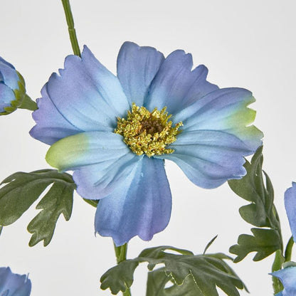 Cosmos Spray 85Cm Blue