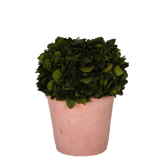 Preserved Holly Ball In Terracotta Pot