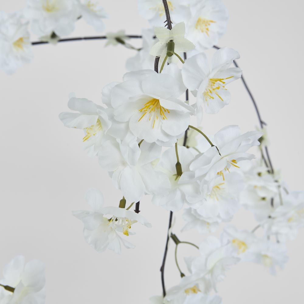 垂枝樱花茎白色