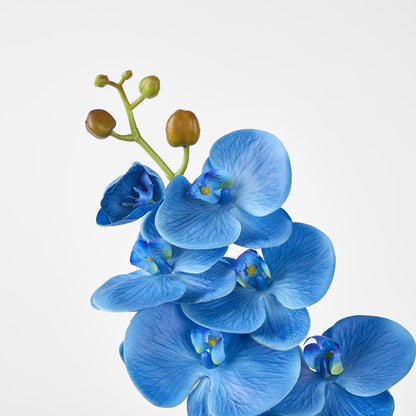 Phalaenopsis Spray Electric Blue