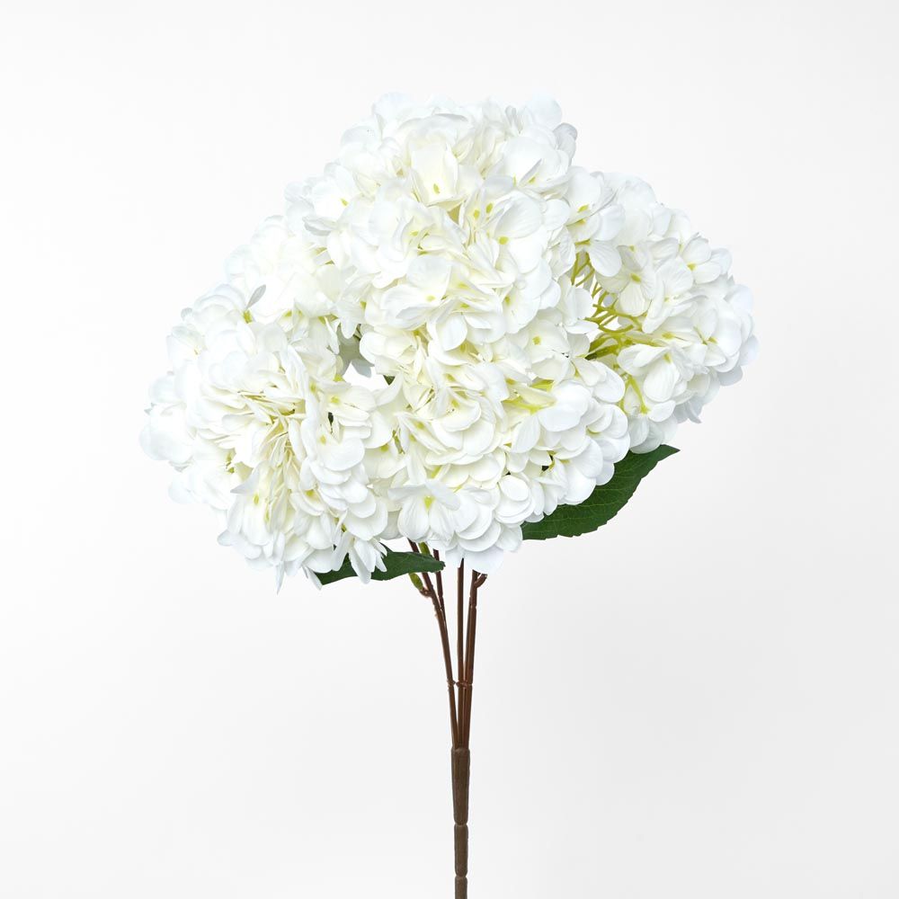 绣球花丛白色