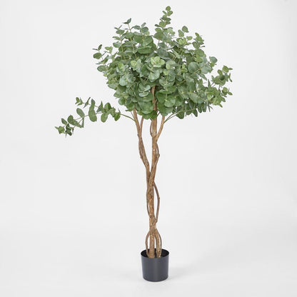 Eucalyptus Tree W 884 Lvs