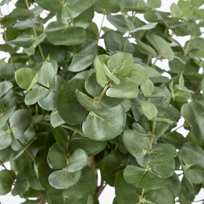 Eucalyptus Tree W 884 Lvs