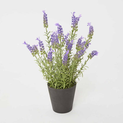 Potted Lavender 42Cm
