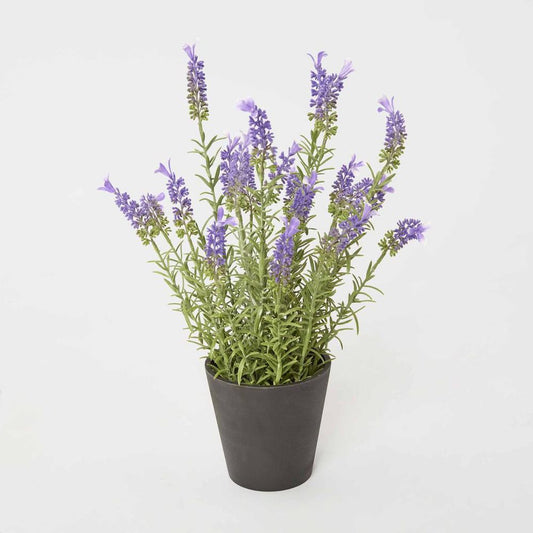 Potted Lavender 42Cm