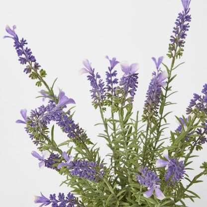 Potted Lavender 42Cm