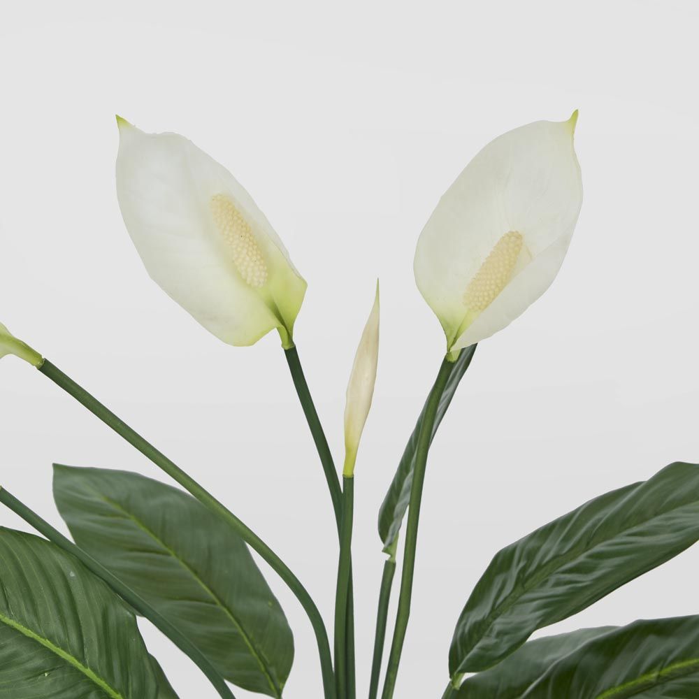 Real Touch Potted Spathiphyllum 61Cm