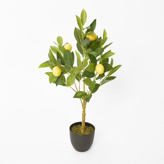 Lemon Tree 5 Fruits 70Cm