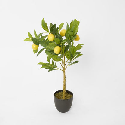 Lemon Tree 5 Fruits 70Cm