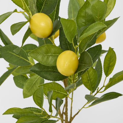 Lemon Tree 5 Fruits 70Cm