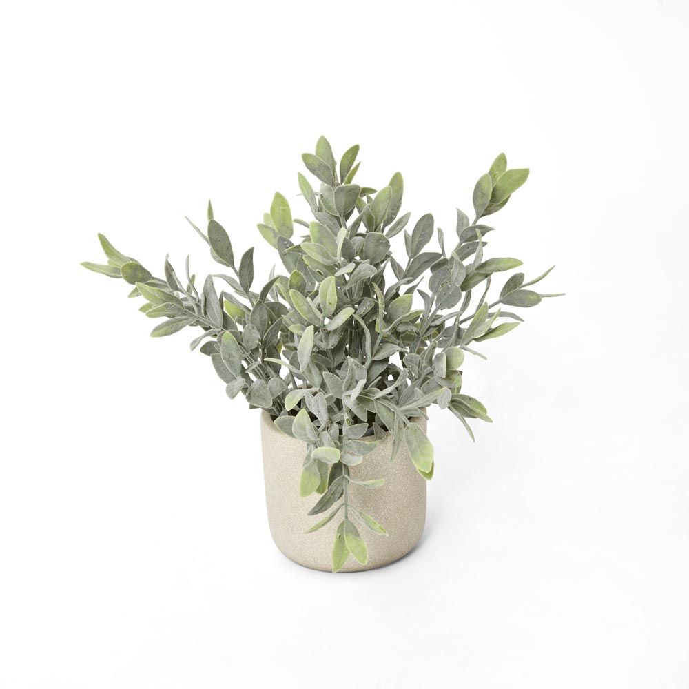 Potted Melon Seed Leaves