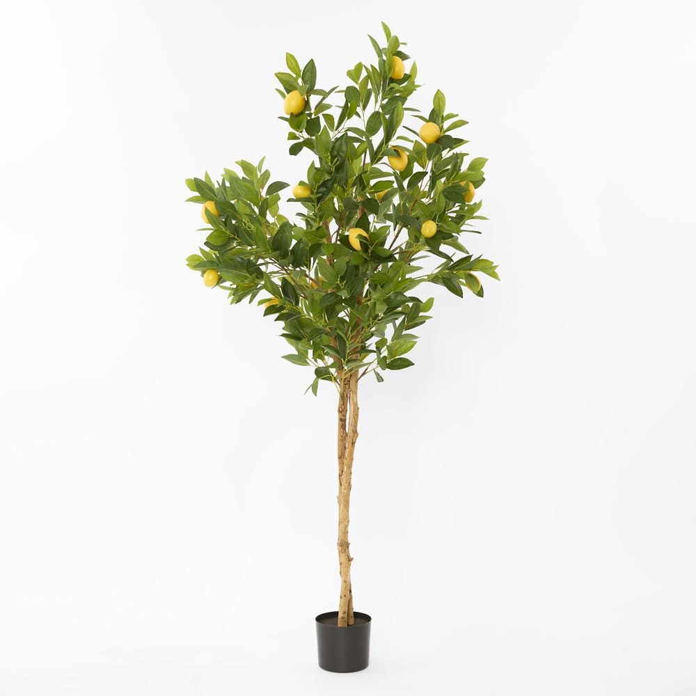 Lemon Tree Real Trunk 170Cm