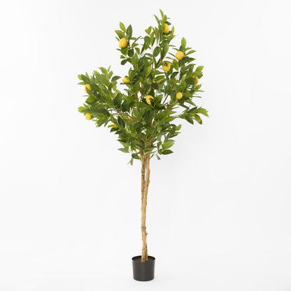 Lemon Tree Real Trunk 170Cm