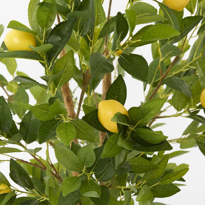 Lemon Tree Real Trunk 170Cm