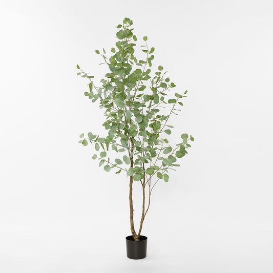 Real Touch Eucalyptus 200Cm
