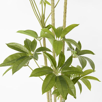 Real Touch Frangipani Tree 210Cm