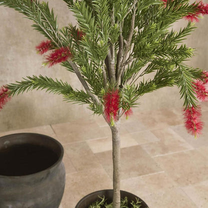 Potted Bottlebrush 190Cm