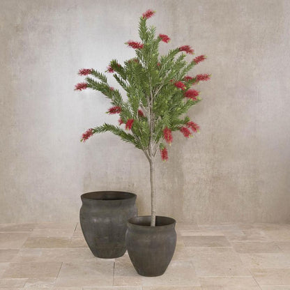 Potted Bottlebrush 190Cm