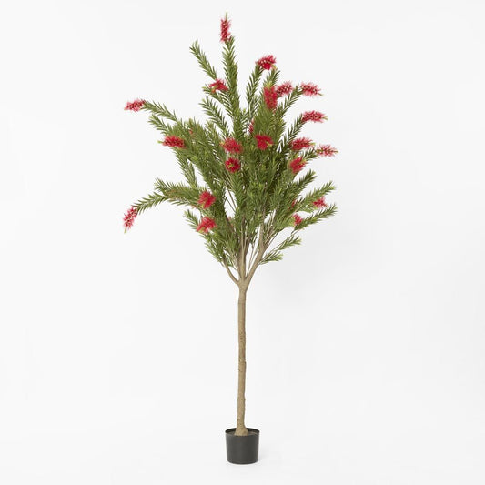 Potted Bottlebrush 190Cm