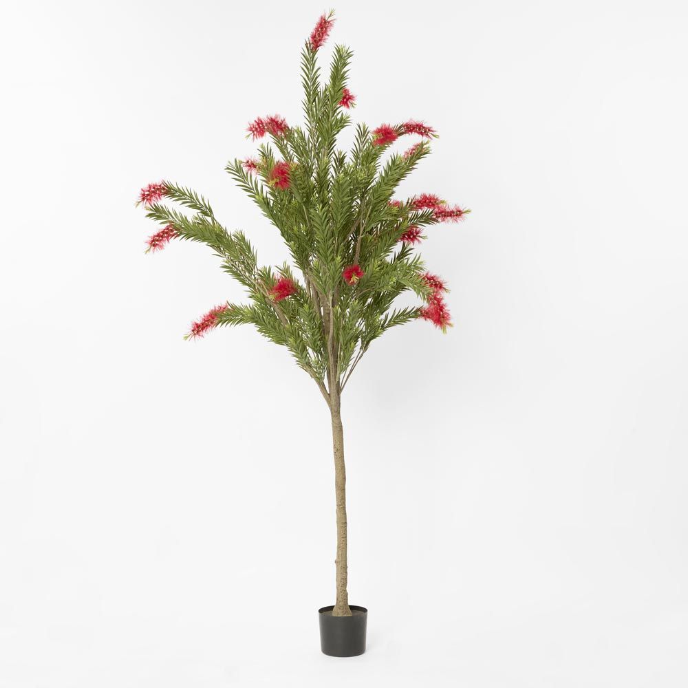 Potted Bottlebrush 190Cm
