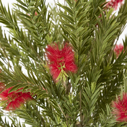 Potted Bottlebrush 190Cm