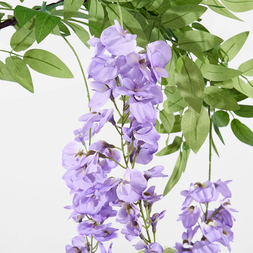 Lavender Wisteria By 3