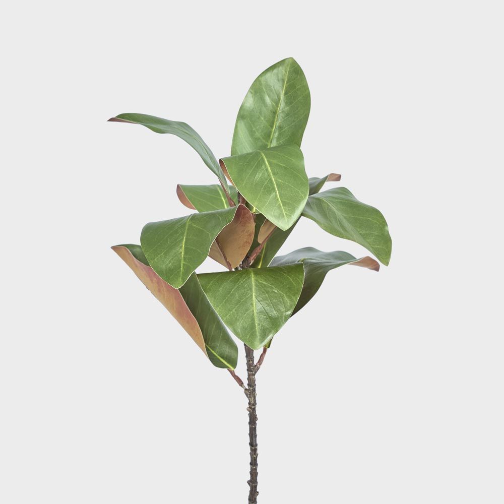 Magnolia Leaf