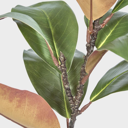Magnolia Leaf