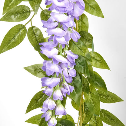 紫藤花环紫色