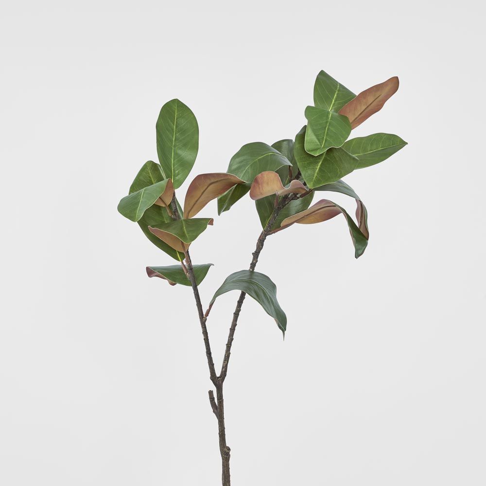 Magnolia Spray