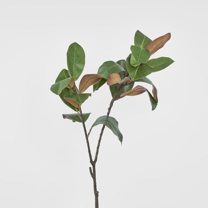 Magnolia Spray