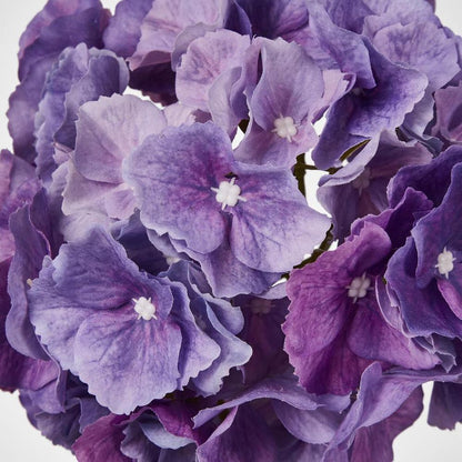 Susan Hydrangea Soft Touch Violet 52Cm