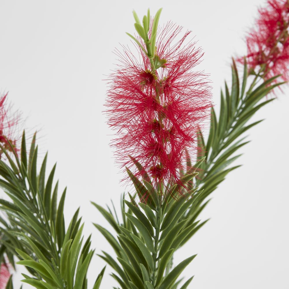 Bottlebrush Spray 100Cm