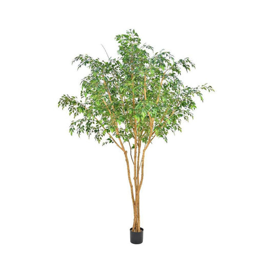Ficus Natasja Tree 2.5M