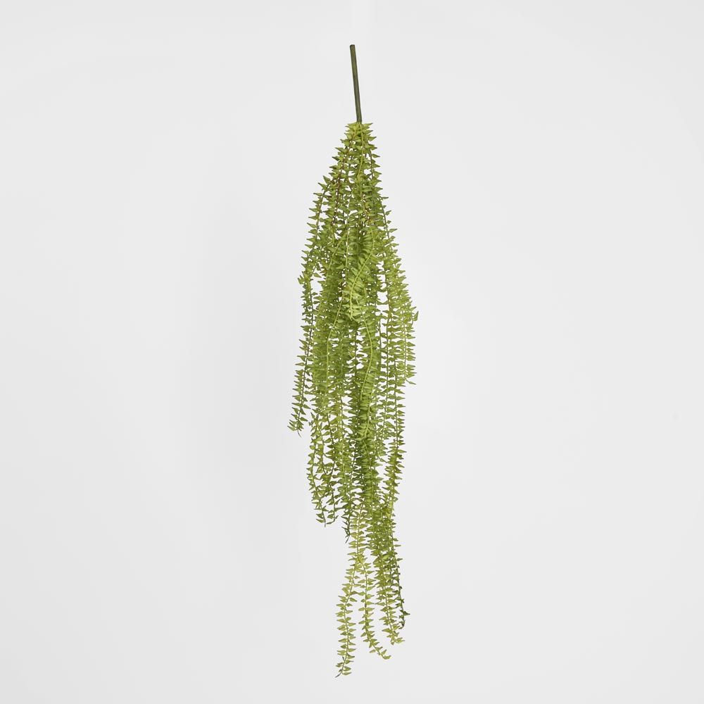 Huperzia Bush