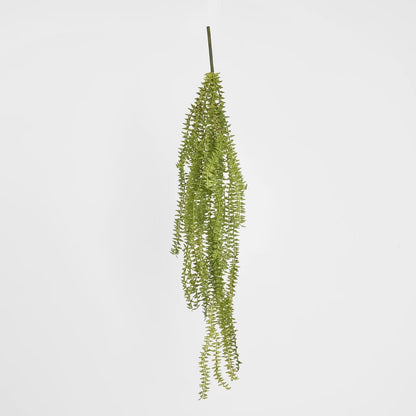 Huperzia Bush