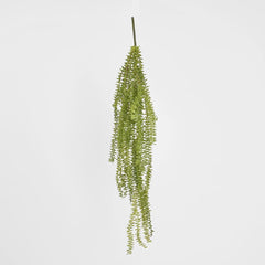 Huperzia Bush
