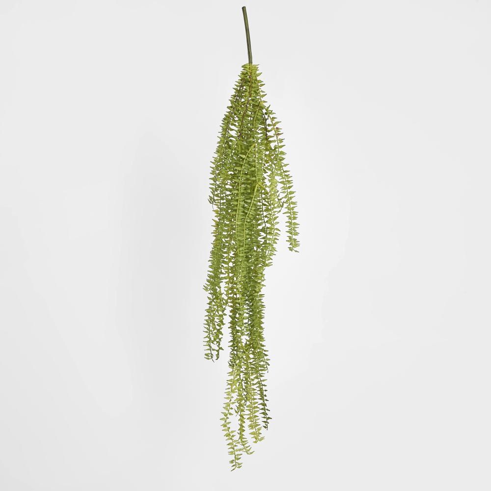 Huperzia Bush