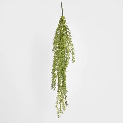 Huperzia Bush