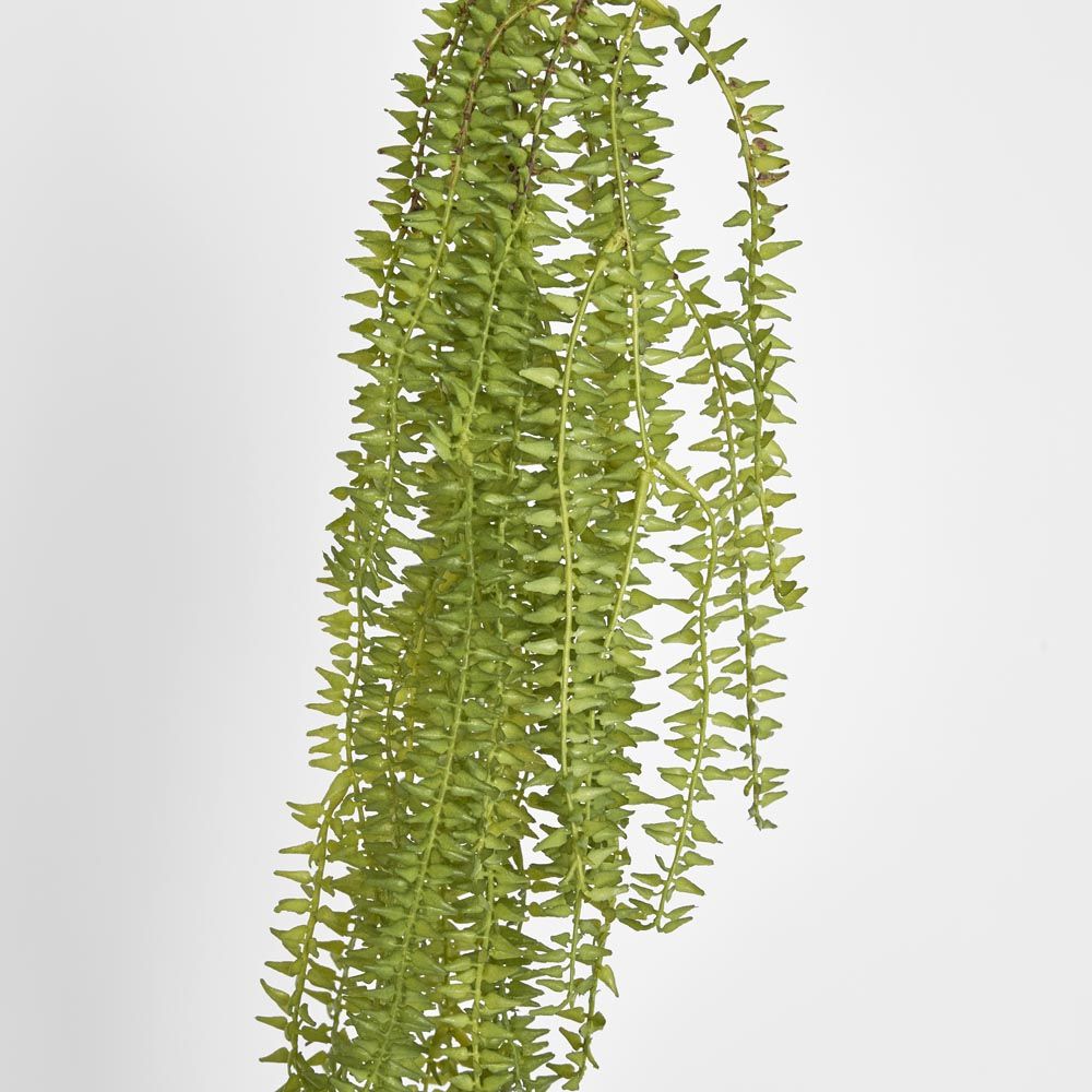 Huperzia Bush
