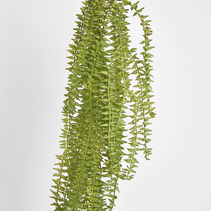 Huperzia Bush
