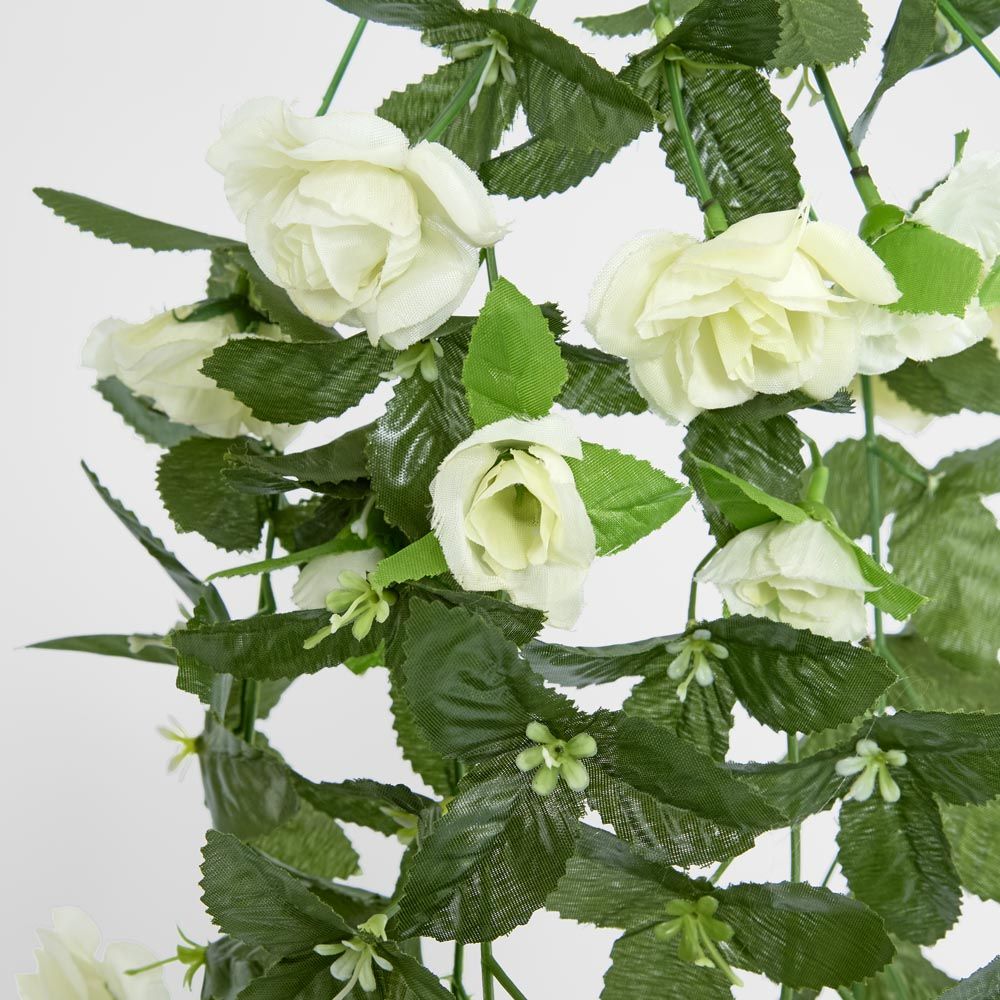 Hanging Roses