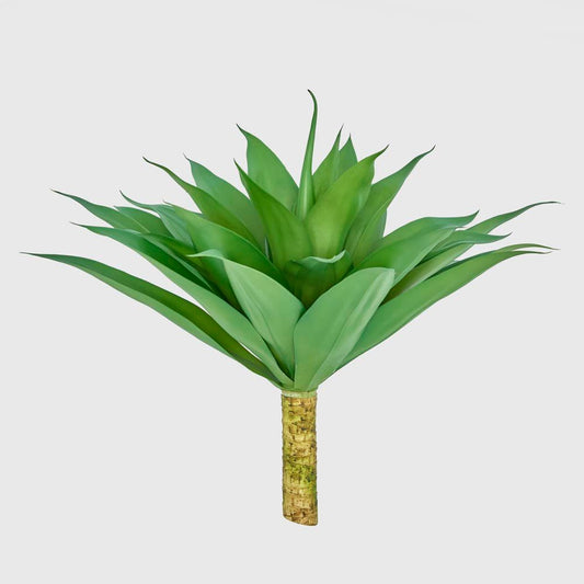 Giant Agave