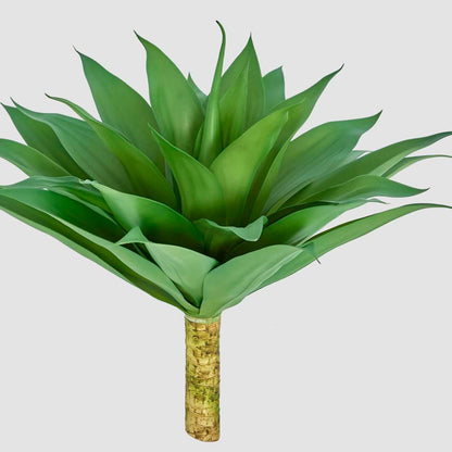 Giant Agave