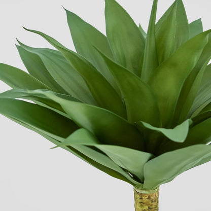 Giant Agave