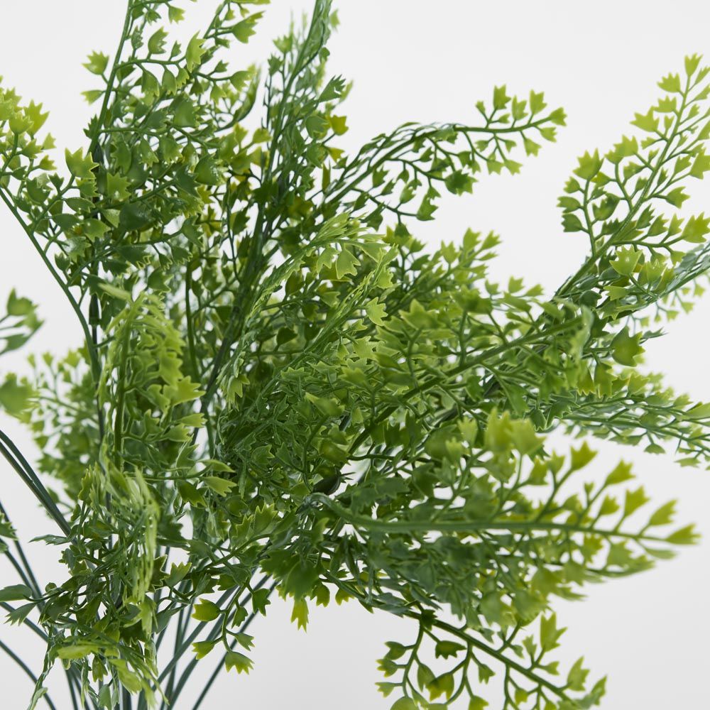 Maidenhair Fern Bush