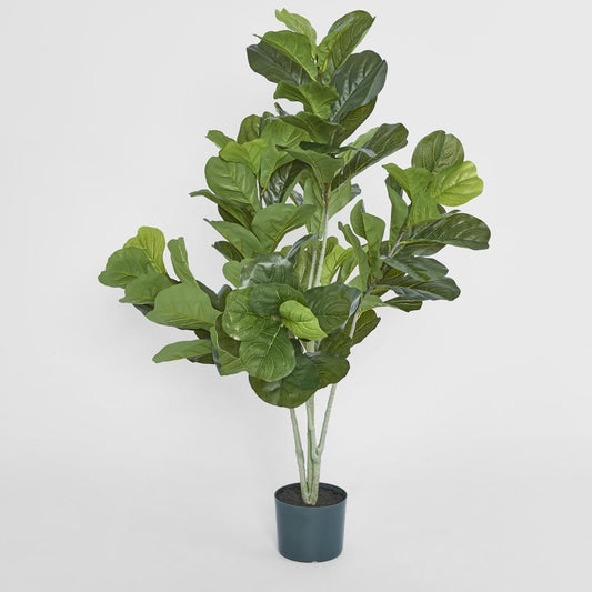 4Ft Fiddle Leaf Plant X 7 In Pot
