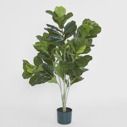 4Ft Fiddle Leaf Plant X 7 In Pot
